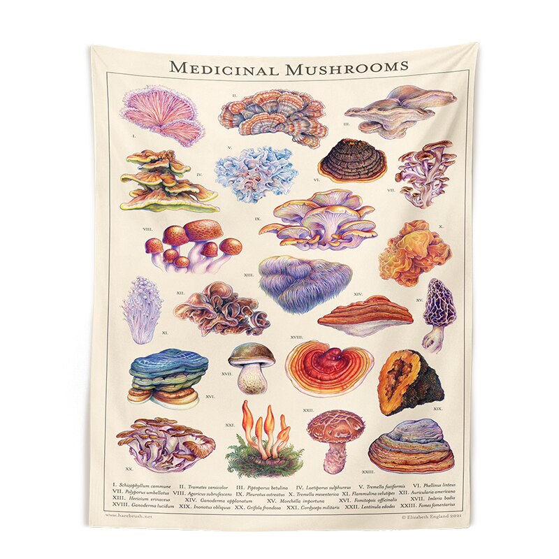 Mushroom Tapestry Wall Decor Mycology Mushroom Champignon Identification Chart Diagram Illustration Wall Art Boho Decor